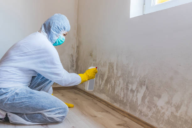 Licensed Mold Remediation service in Lexington, KY - 24 Hour Mold Removal
