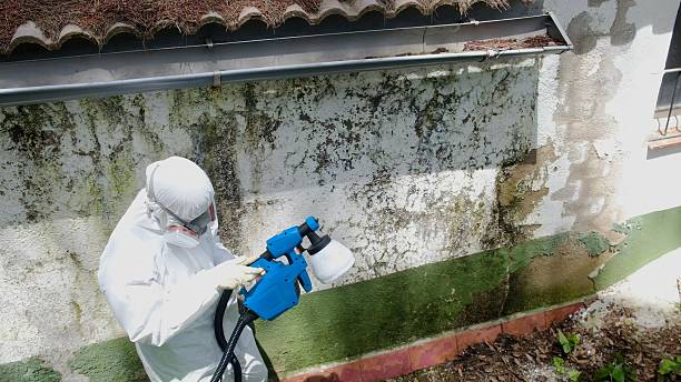 Top rated local Mold Remediation specialists in Lexington, KY